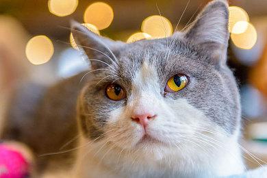 日式回合RPG《星位继承者》公开15分钟试玩视频